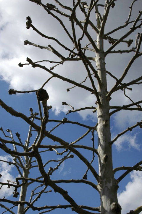 Trees