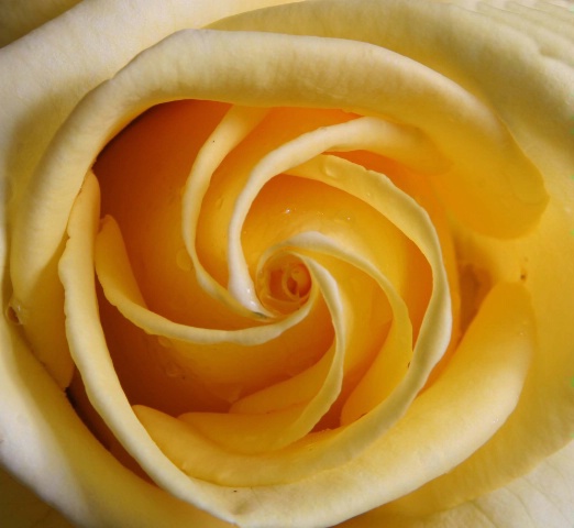 Spiral rose
