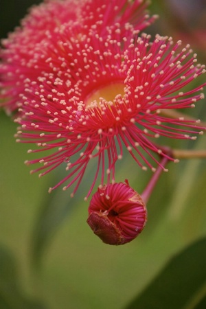 Summer Red - Red Flower eucalypt