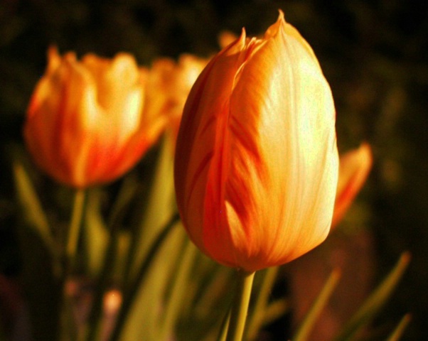 Tulip at night