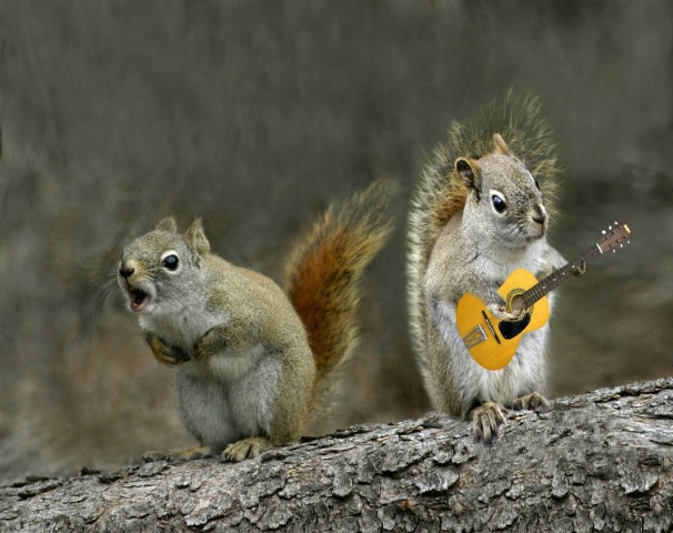 Squirrel Duet