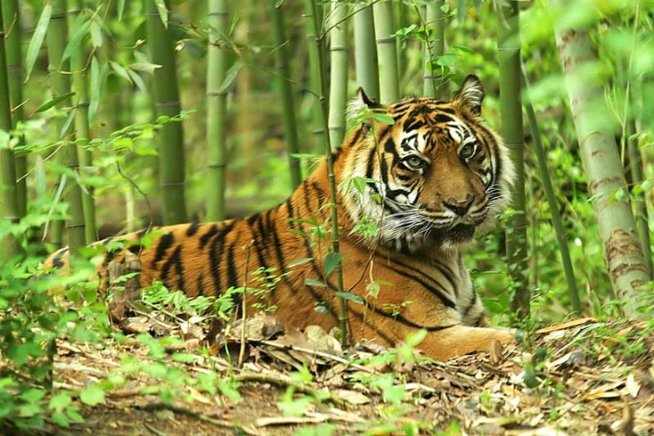 Sumatran Tiger