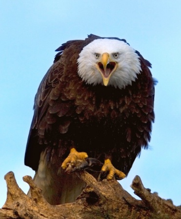 Bald Eagle