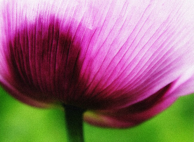 Purple Poppy