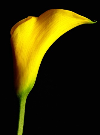 Yellow Calla Lily