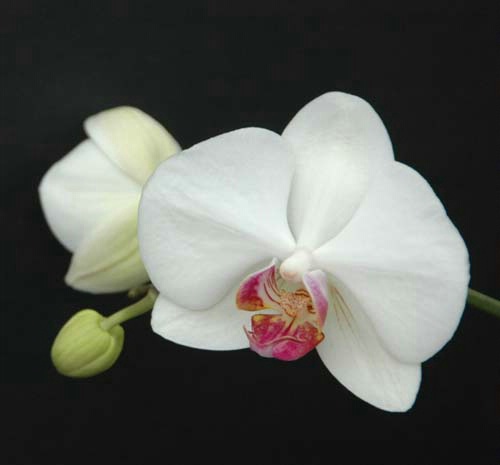 small white orchid