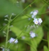 Forget me not