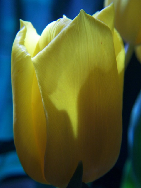 Tulip warmed by Sunlight