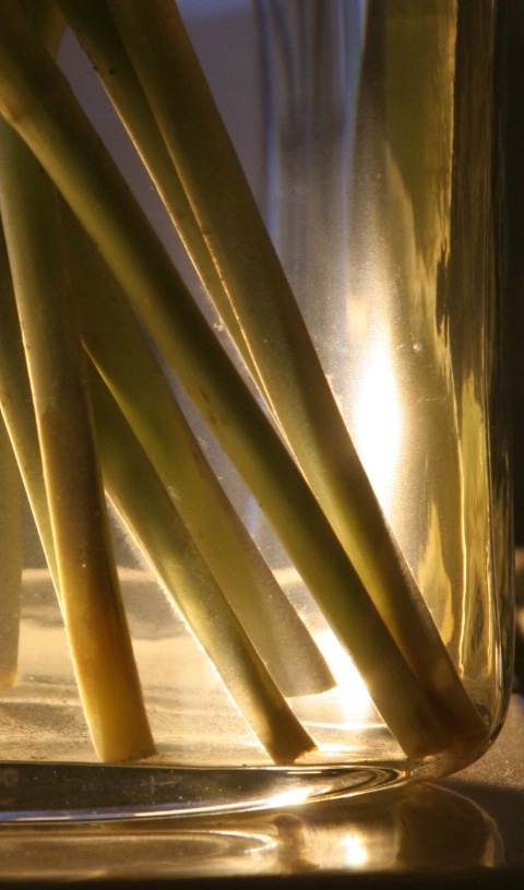 Lit stems in water