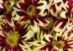 Petal Profusion