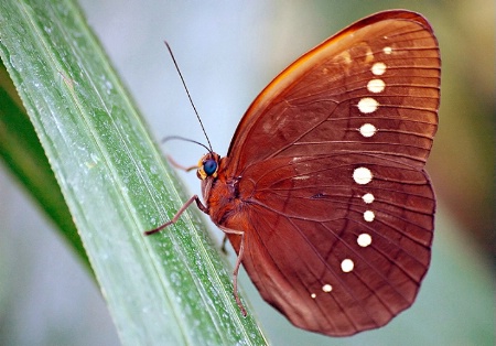 Brown Beauty