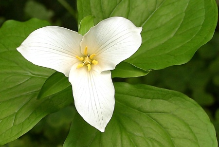 Trillium