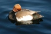 Model Duck
