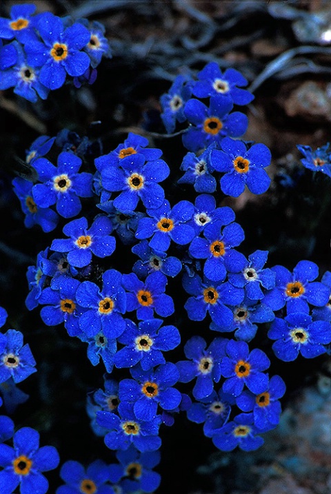 Forget-Me-Not 