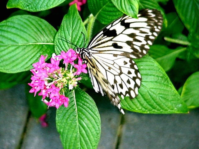 Butterfly Senses