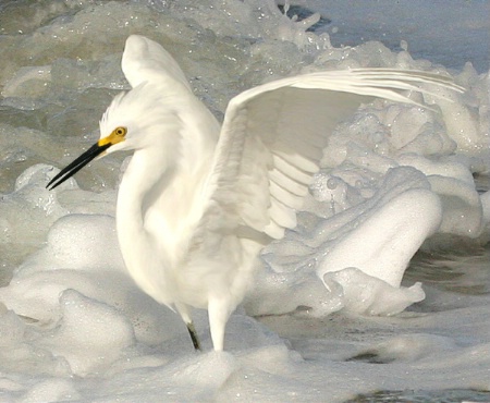 Playing in the Surf