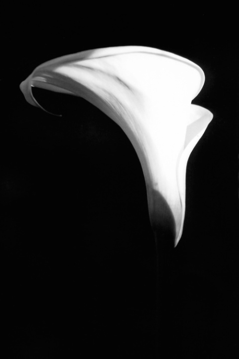 Calla Lily 