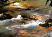 Waddell Creek, Bi...