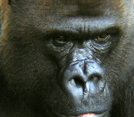 Gorilla at the zoo