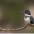© Robert Hambley PhotoID # 823130: Belted Kingfisher