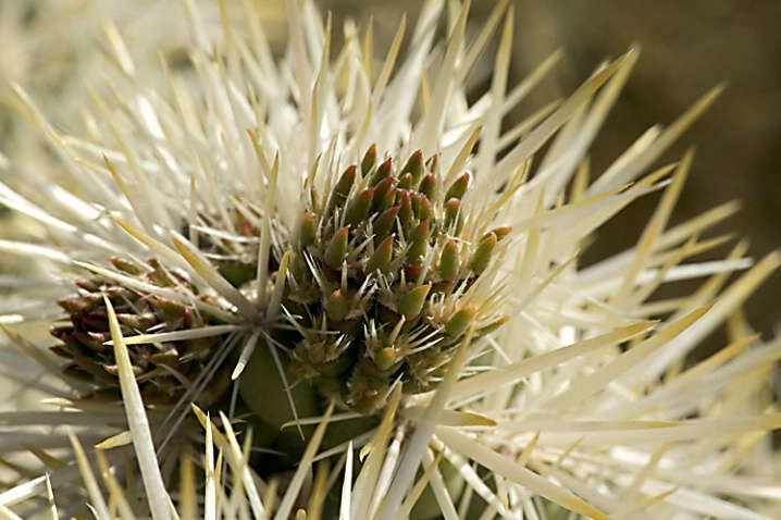 Cholla Cactus Bud in Morning Backlight - ID: 823284 © John Tubbs