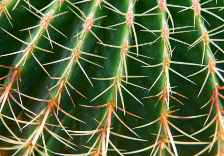 Cactus Lines