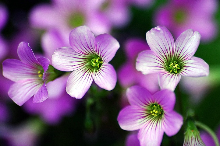 Purple Beauties