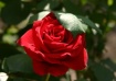 Roses are Red.......