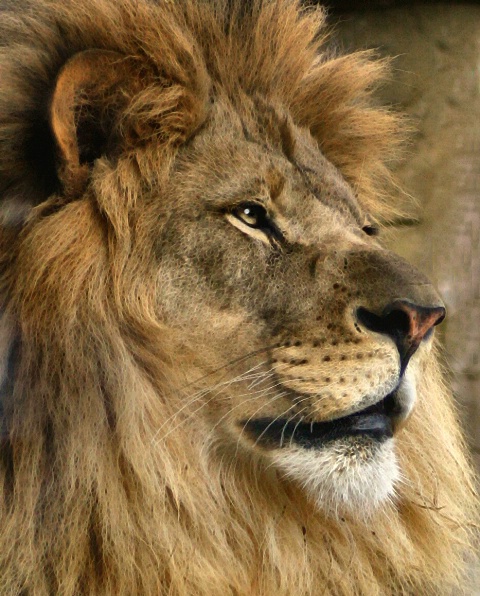 Lion  portrait