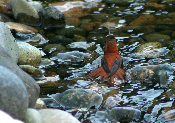 Hummingbird Having a Bath #2