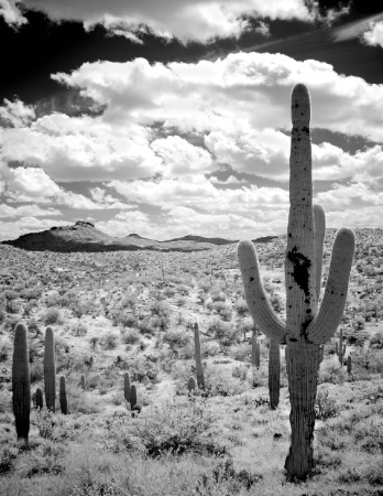 The Lone Saguaro