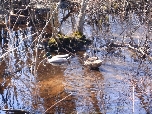 Early Spring Wood Ducks