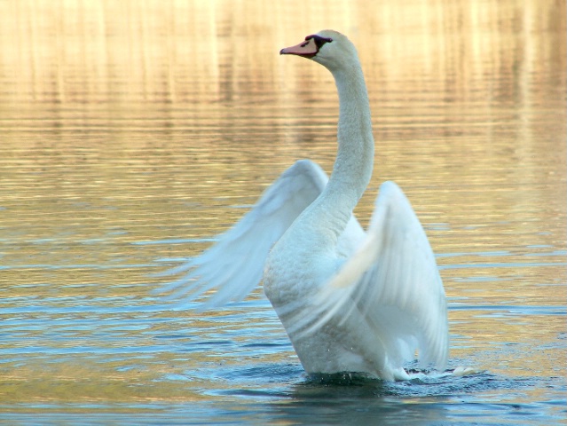 Morning Display