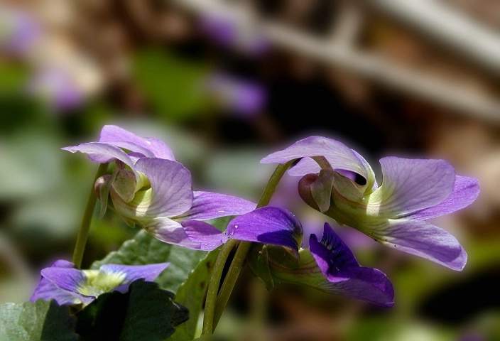 Wild Violets