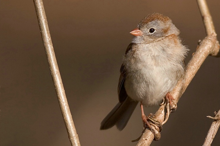 Field Sparrow in the Morning Sun - ID: 827235 © Robert Hambley