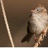 © Robert Hambley PhotoID # 827235: Field Sparrow in the Morning Sun