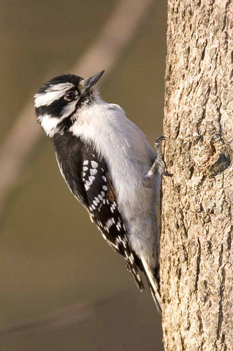 Downy Woodpecker - ID: 827237 © Robert Hambley