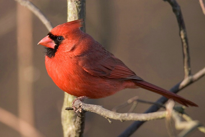 Cardinal in the Morning Sun - ID: 827240 © Robert Hambley