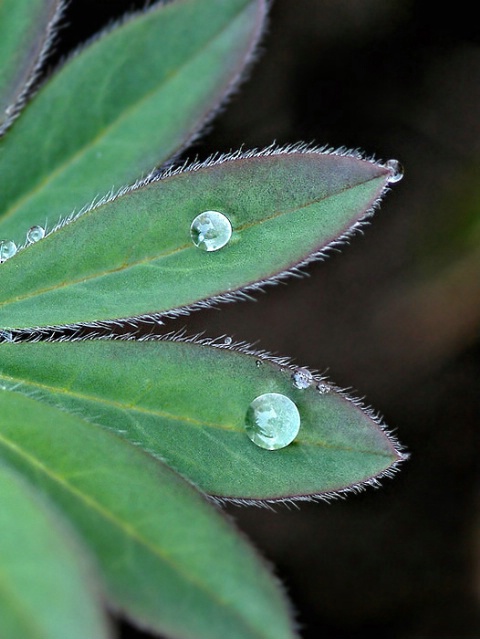 Two Drops