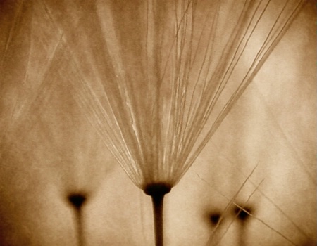 Dandelion In Sepia