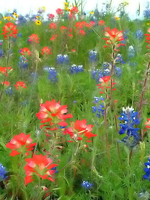 ...texas bluebonnets and indian paintbrushes.