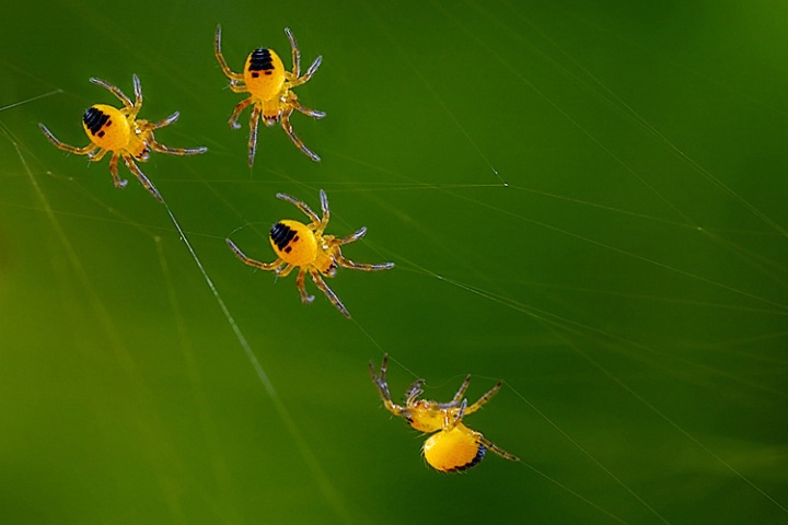 Newborn Spiders