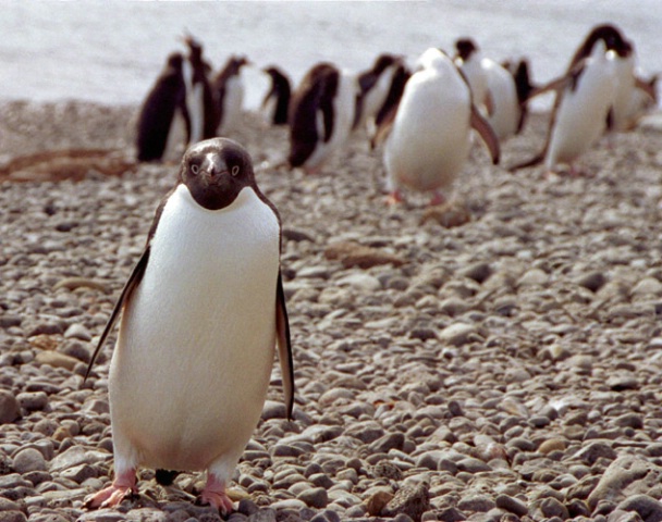 Adelie Penguin, Antarctica, 2000