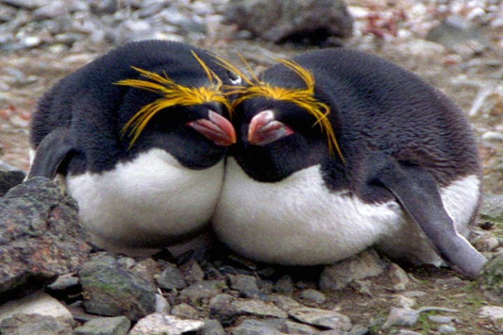 Macaroni Penguins, Antarctica, 2000