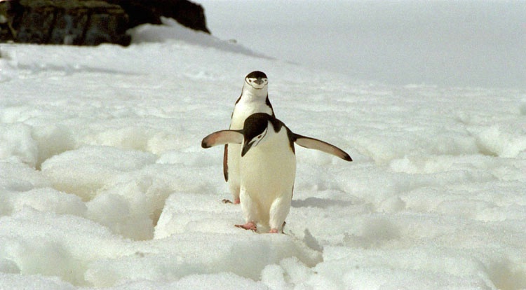 Chinstrap Penguins Navigating Around Snow Holes