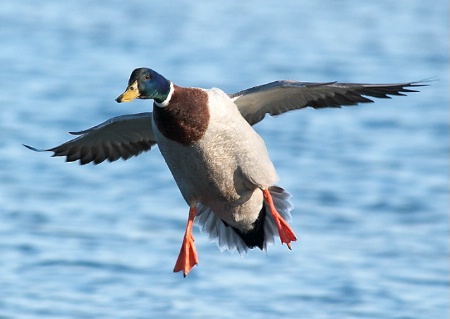 Mallard Landing