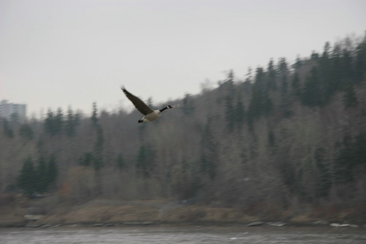 Canada Goose above North Saskatchewan River