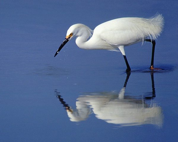 Snowy Egret fishing