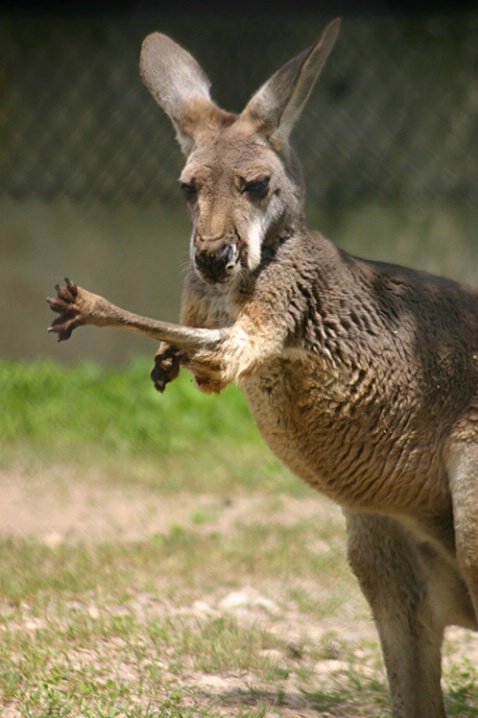Kangaroo 