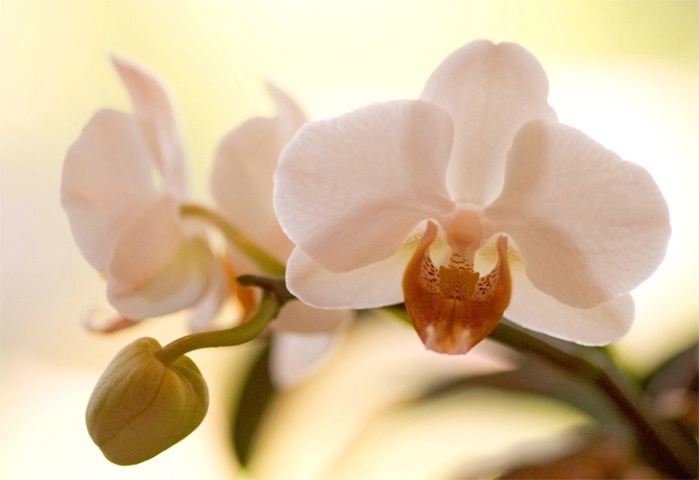 Orchid